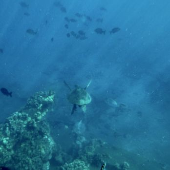 The Snorkel Store - Ka'anapali - Sea Turtles! - Beaches Near Me - Lahaina, Hawaii The Snorkel Store - Ka'anapali - Sea Turtles! - Beaches Near Me - Lahaina, Hawaii