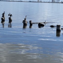 Birds drying their wings.