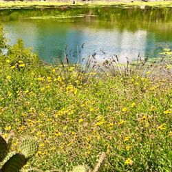 Ballona Lagoon - Wild Daisies and Cactus are among the indigenous flora.