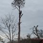 Patten Tree Service
