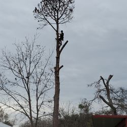 Patten Tree Service - Great view.