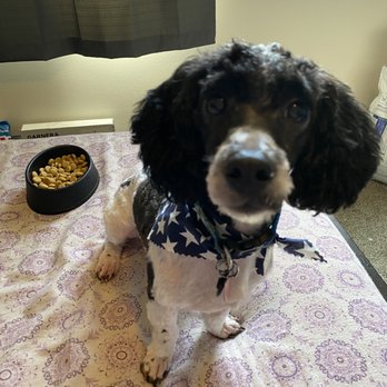 Lucky Paws Pet Spa - My baby bear Macky - Pet Groomers Near Me - South Jordan, Utah Lucky Paws Pet Spa - My baby bear Macky - Pet Groomers Near Me - South Jordan, Utah