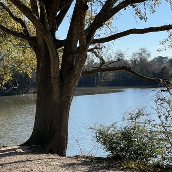 Kickerillo-Mischer Preserve - Beautiful tree in the water - Parks Near Me - Houston, Texas
