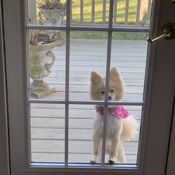 All Pet LI - Pet Groomers Near Me - Miller Place, New York All Pet LI - Pet Groomers Near Me - Miller Place, New York