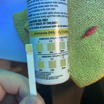 Petco - Ammonia fear for fish is ZERO. so it didn't die from ammonia. Also their fish that they sold me sick - Pet Stores Near Me - Montebello, California