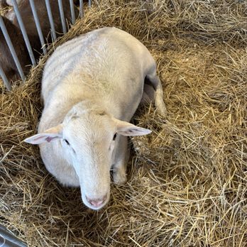 Wisconsin State Fair - Festivals Near Me - West Allis, Wisconsin