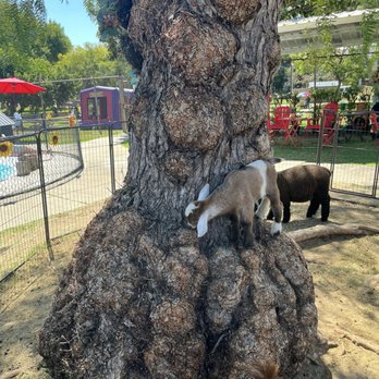 Montebello Barnyard Zoo - Petting Zoos Near Me - Montebello, California Montebello Barnyard Zoo - Petting Zoos Near Me - Montebello, California