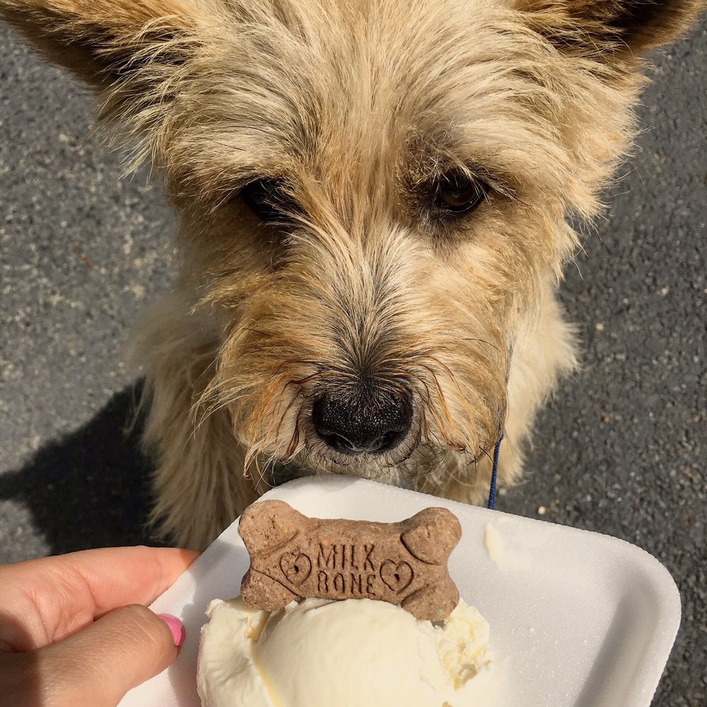 Erikson's Ice Cream - Puppy approved ice cream!! - Ice Cream & Frozen Yogurt Near Me - Maynard, Massachusetts Erikson's Ice Cream - Puppy approved ice cream!! - Ice Cream & Frozen Yogurt Near Me - Maynard, Massachusetts