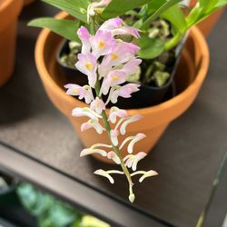 Songbird Orchids