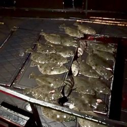 Flounder and sheepshead