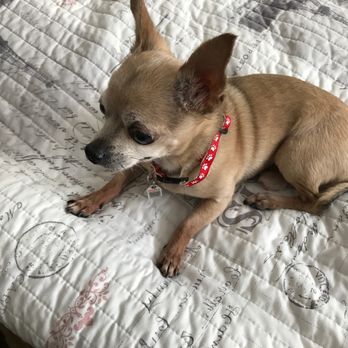 Best Care Pet Clinic - Veterinarians Near Me - Glendale, California Best Care Pet Clinic - Veterinarians Near Me - Glendale, California