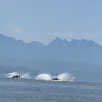 Wild Whales Vancouver - Double whale splash - Whale Watching Tours Near Me - Vancouver, British Columbia Wild Whales Vancouver - Double whale splash - Whale Watching Tours Near Me - Vancouver, British Columbia