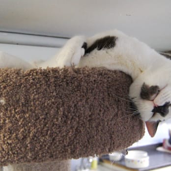 Francisvale Home For Smaller Animals - Cooper, just hanging out - Animal Shelters Near Me - Wayne, Pennsylvania