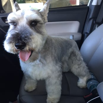 Neo Pet Spa - Pet Groomers Near Me - Miami, Florida