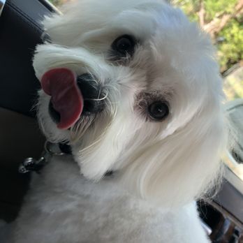 For Paws - Pet Services Near Me - Miami, Florida For Paws - Pet Services Near Me - Miami, Florida