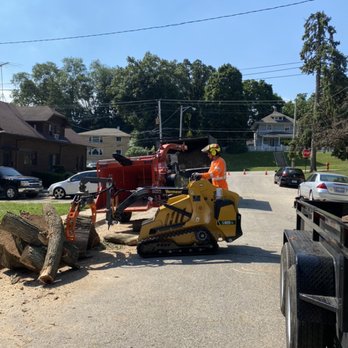 Morales Tree Service - Elm tree removal in Elgin, IL - Tree Services Near Me - Elgin, Illinois