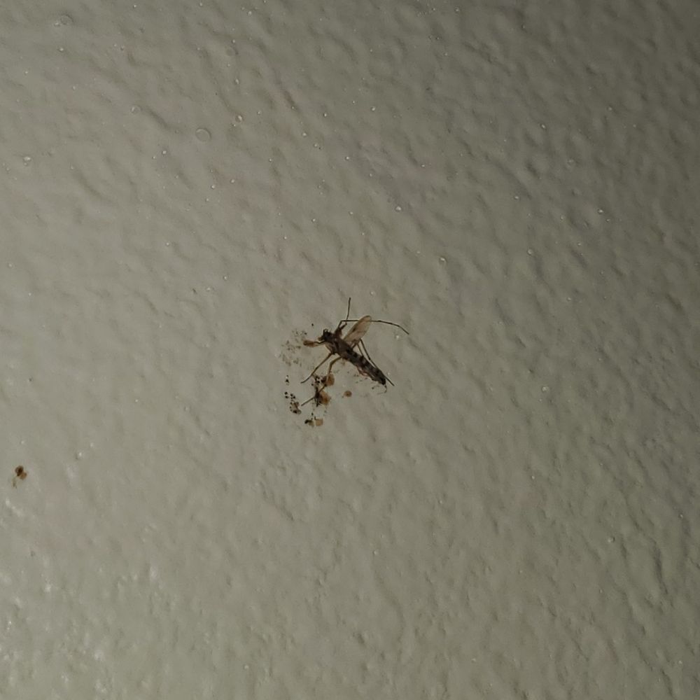 Wyndham Virginia Beach Oceanfront - Mosquito squashed on wall....never cleaned - Hotels Near Me - Virginia Beach, Virginia Wyndham Virginia Beach Oceanfront - Mosquito squashed on wall....never cleaned - Hotels Near Me - Virginia Beach, Virginia