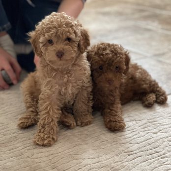 San Jose Puppies - Pet Services Near Me San Jose Puppies - Pet Services Near Me