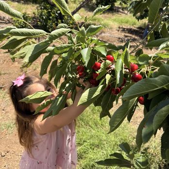 Marsh Creek Cherries - My Duaghter had a great time picking cherries branches are low and easy to reach . - Pick Your Own Farms Near Me - Brentwood, California Marsh Creek Cherries - My Duaghter had a great time picking cherries branches are low and easy to reach . - Pick Your Own Farms Near Me - Brentwood, California