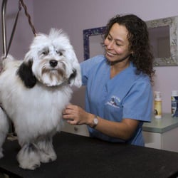 South Beach Animal Hospital - Full Service Grooming