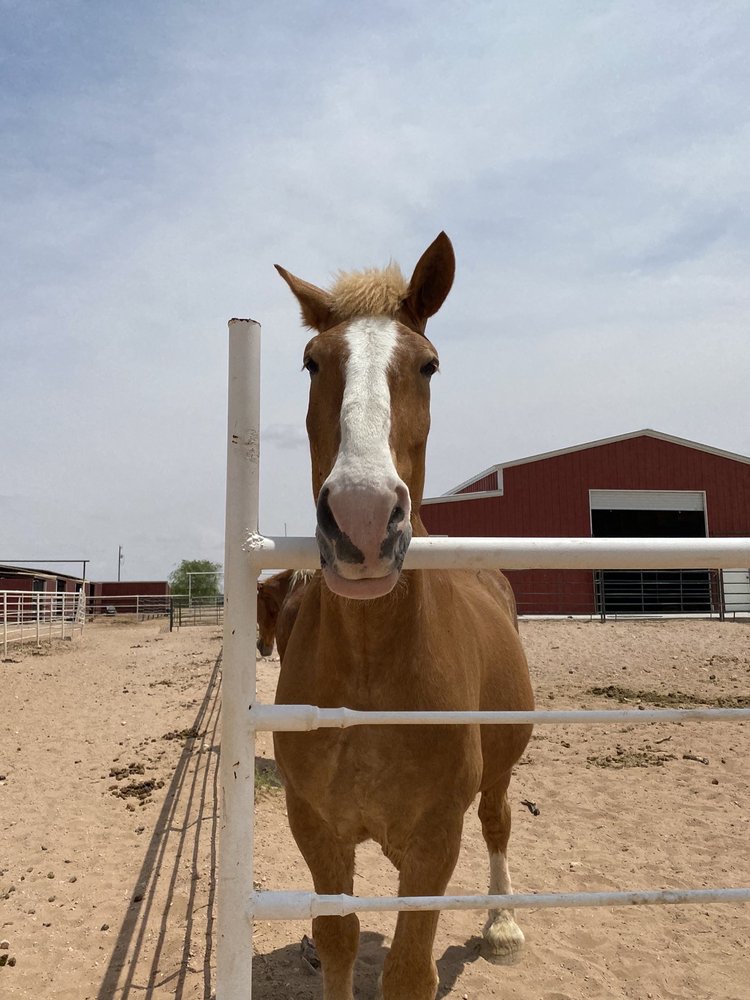 Willow Wells Equine Ranch Logo