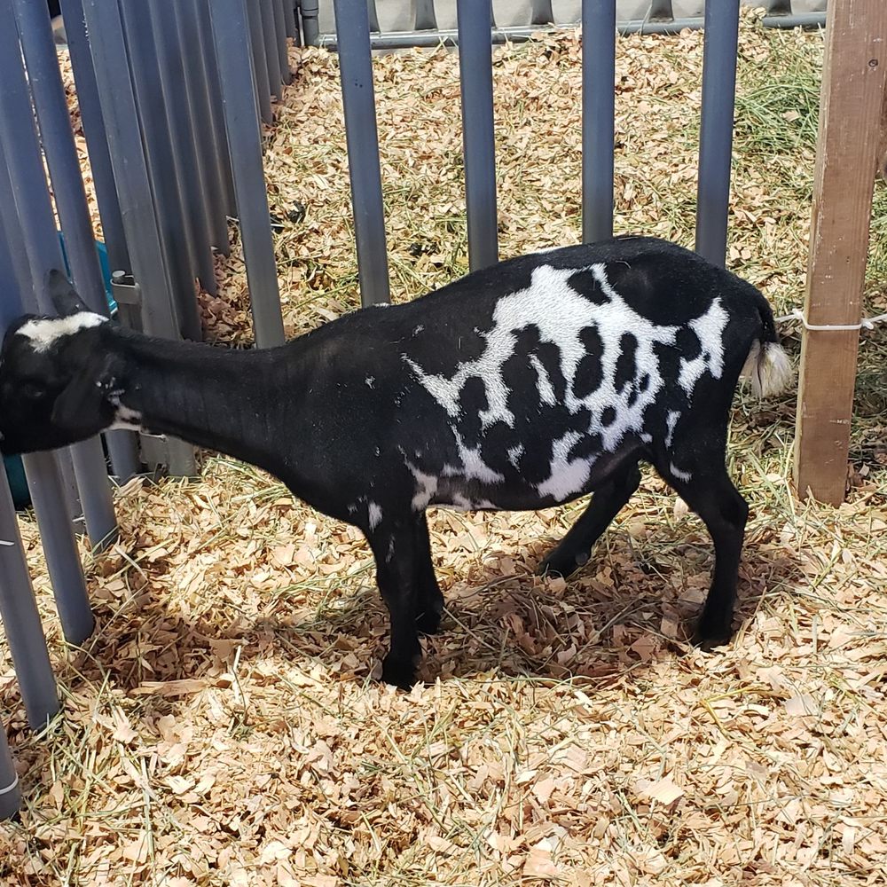 Oregon State Fair - Festivals Near Me - Salem, Oregon Oregon State Fair - Festivals Near Me - Salem, Oregon