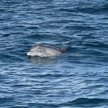Palm Beach and Jupiter Dolphin Tours - Tours Near Me - Jupiter, Florida Palm Beach and Jupiter Dolphin Tours - Tours Near Me - Jupiter, Florida