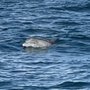 Palm Beach and Jupiter Dolphin Tours