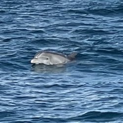 Palm Beach and Jupiter Dolphin Tours