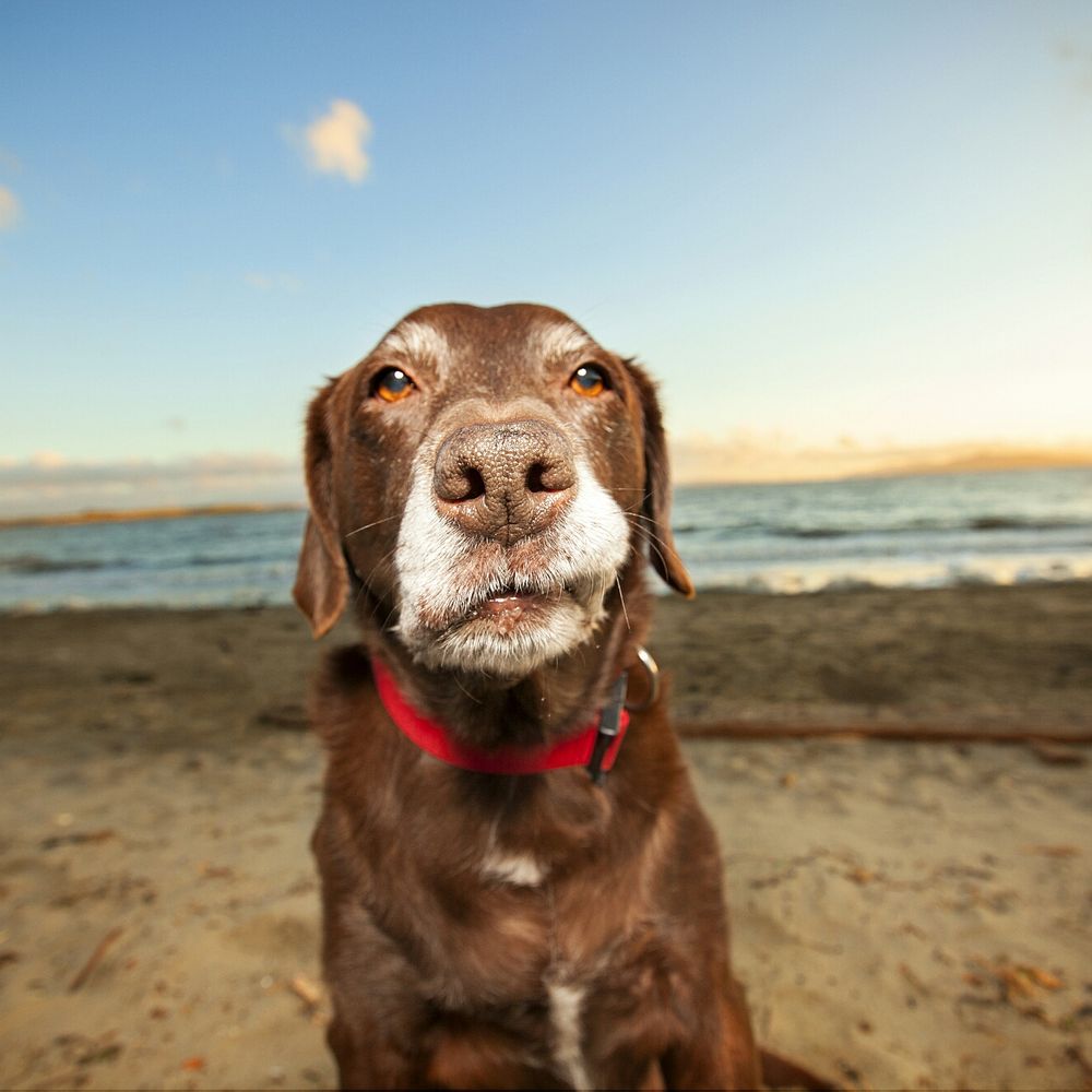 Hilarious Hound Pet Photography - One of my favorite... - Pet Photography Near Me Hilarious Hound Pet Photography - One of my favorite... - Pet Photography Near Me