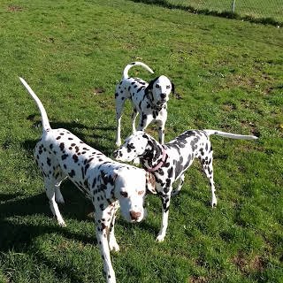Blazing Trails Dog Services - pet boarding facility in Newtown, PA