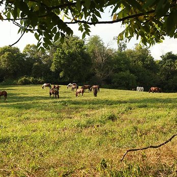 Welbourne Farm - Horse Boarding Near Me - Middleburg, Virginia