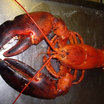 Restaurant Walgreter - Hummerspecial - Seafood Near Me - Panketal, BB