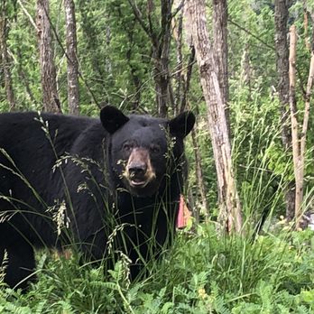 Mountain Laurel Chalets - Bear visitor!! - Vacation Rentals Near Me - Gatlinburg, Tennessee Mountain Laurel Chalets - Bear visitor!! - Vacation Rentals Near Me - Gatlinburg, Tennessee