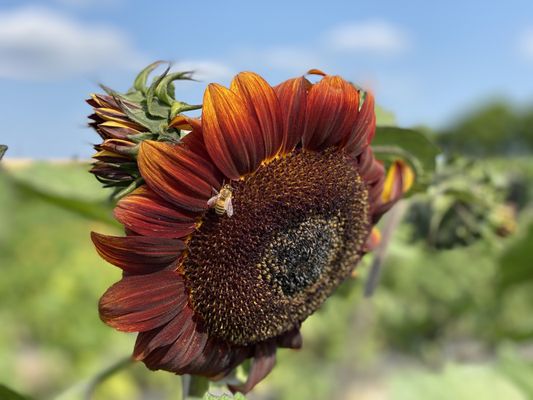 West Union Gardens by null