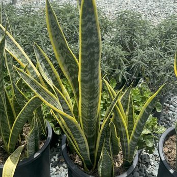Devil Mountain Wholesale Nursery - San Ramon - Nurseries & Gardening Near Me - San Ramon, California