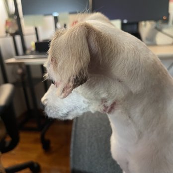 Doggy Styles - This is right after he got back. His ear is glued & he has blood on his fur. - Pet Groomers Near Me - Reynoldsburg, Ohio Doggy Styles - This is right after he got back. His ear is glued & he has blood on his fur. - Pet Groomers Near Me - Reynoldsburg, Ohio