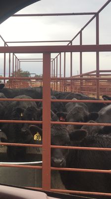 4D Truck Washout &; Cattle Rest