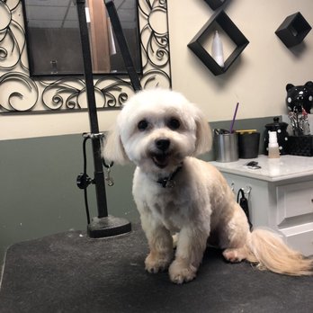 Annie's K9 Design - Pet Groomers Near Me - Torrington, Connecticut Annie's K9 Design - Pet Groomers Near Me - Torrington, Connecticut