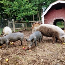 Summer Solstice Farm - Berkshire and Mangalista pigs enjoying a snack of organic apples from the orchard!