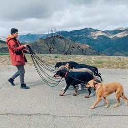 The Dog Hiking Club