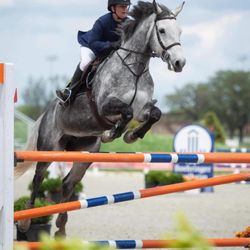Shadowood South - Lynx in the Grand Prix