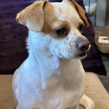 The Dog Listener - Pet Training Near Me The Dog Listener - Pet Training Near Me