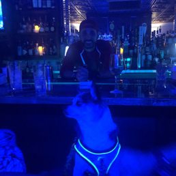 My dog, Elvis enjoying a night out on the town.