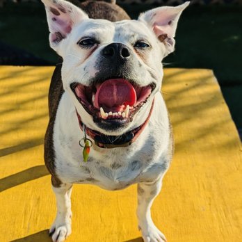 Pupstars - Pet Sitting Near Me - Chicago, Illinois Pupstars - Pet Sitting Near Me - Chicago, Illinois
