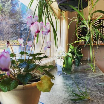 Bridger Chiropractic Clinic - Office plants. - Chiropractors Near Me - Bozeman, Montana Bridger Chiropractic Clinic - Office plants. - Chiropractors Near Me - Bozeman, Montana