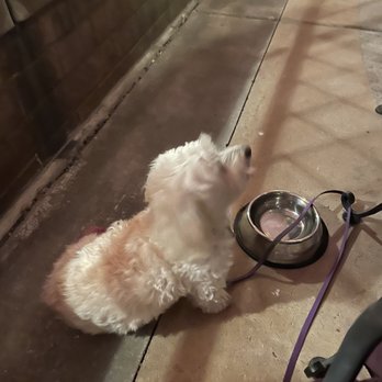 Sofrita - Patio, sparkling clean water bowl for Miss Chloe. - Mexican Near Me - Fountain Hills, Arizona Sofrita - Patio, sparkling clean water bowl for Miss Chloe. - Mexican Near Me - Fountain Hills, Arizona