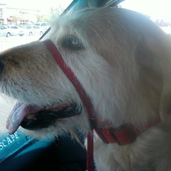 PetSmart - Pre-Buzz Cut in the Car - Pet Groomers Near Me - Roseville, California PetSmart - Pre-Buzz Cut in the Car - Pet Groomers Near Me - Roseville, California