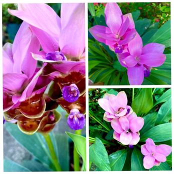 Burlingame - Flowers. - New American Near Me - Fernandina Beach, Florida Burlingame - Flowers. - New American Near Me - Fernandina Beach, Florida