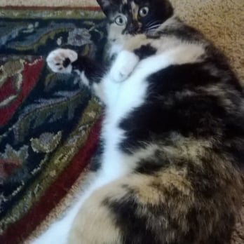A&K House Cleaning - Rescued while we were out of town during the freeze Nov 2014. Our A&K team met our rescue cat first and comforted her! - Home Cleaning Near Me - Renton, Washington A&K House Cleaning - Rescued while we were out of town during the freeze Nov 2014. Our A&K team met our rescue cat first and comforted her! - Home Cleaning Near Me - Renton, Washington